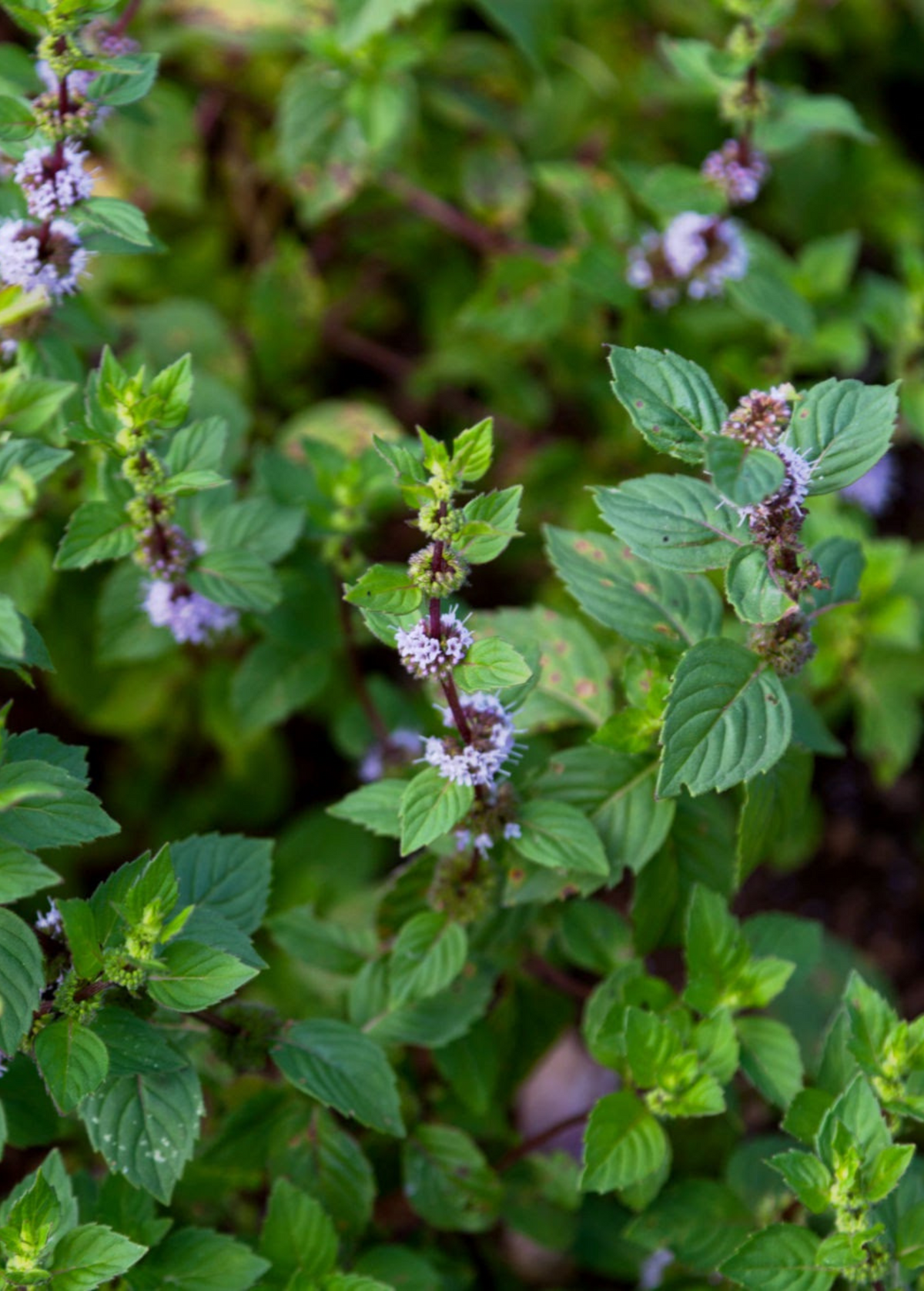 Vietnamese Mint Herb Plant - Fresh Culinary Herb, Mentha x gracilis, Spicy Mint for Gardens & Containers