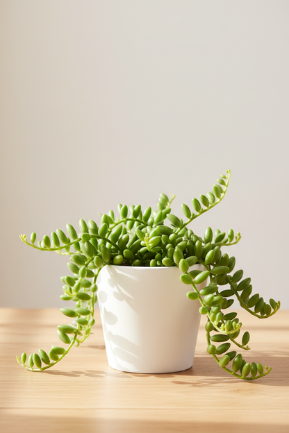 Peperomia 'Green Bean'