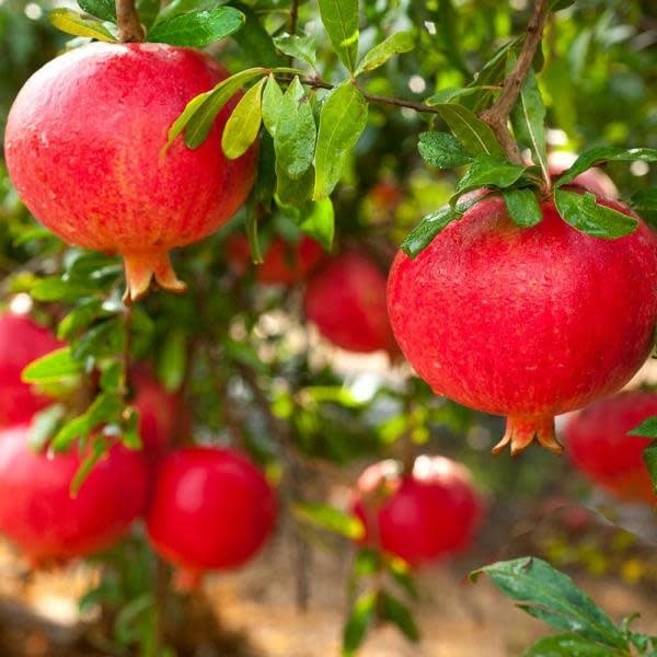 Super Rare Eversweet Pomegranate Cuttings – 3 Fresh Scions for Rooting or Grafting – Nearly Seedless, Sweet, Punica granatum ‘Eversweet’