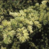 Dwarf Evergreen Conifer Plant – Creampuff Cedrus deodara – Soft Green Foliage in 1 Gallon Pot