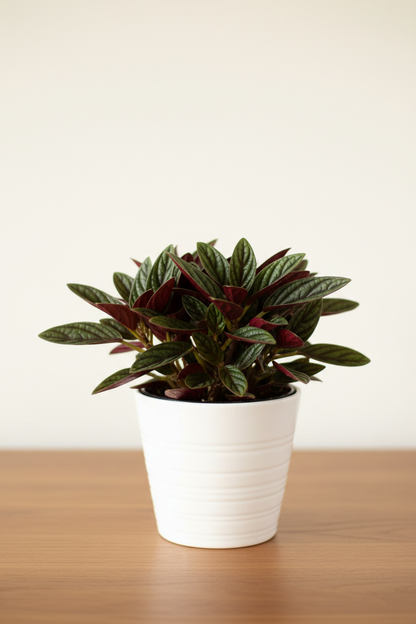 Peperomia Rosso