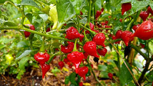 3 Live Biquinho Sweety Drop Red Chili Pepper Plants – Capsicum chinense