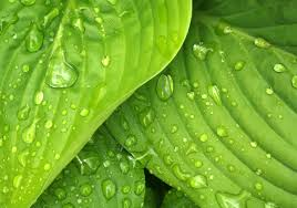 Hosta 'Coast to Coast' Live Plants – 3 Rooted Starters in 1 Qt Pots, Golden Leaf Shade Perennial Garden Plant