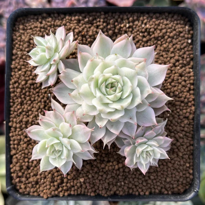 Echeveria ‘Margaret’ Rare Succulent Plant 2–3 Inches Live Bare Root Indoor Outdoor Decor Easy Care Pastel Green Pink
