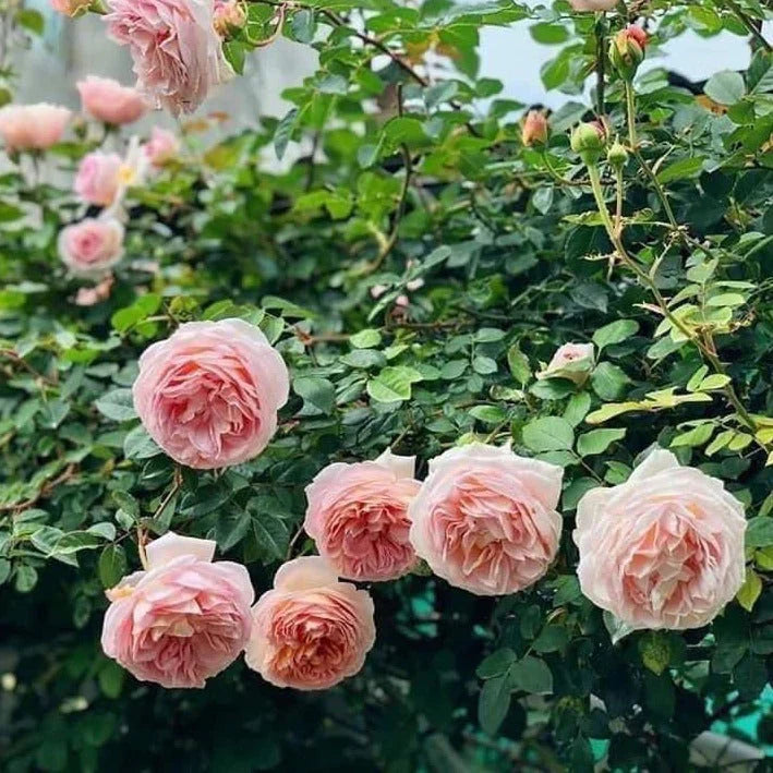 1 Abraham Darby Rose Bush | Live Bare Root Starter Plant | David Austin English Rose – Apricot-Pink, Fragrant, Repeat Bloomer