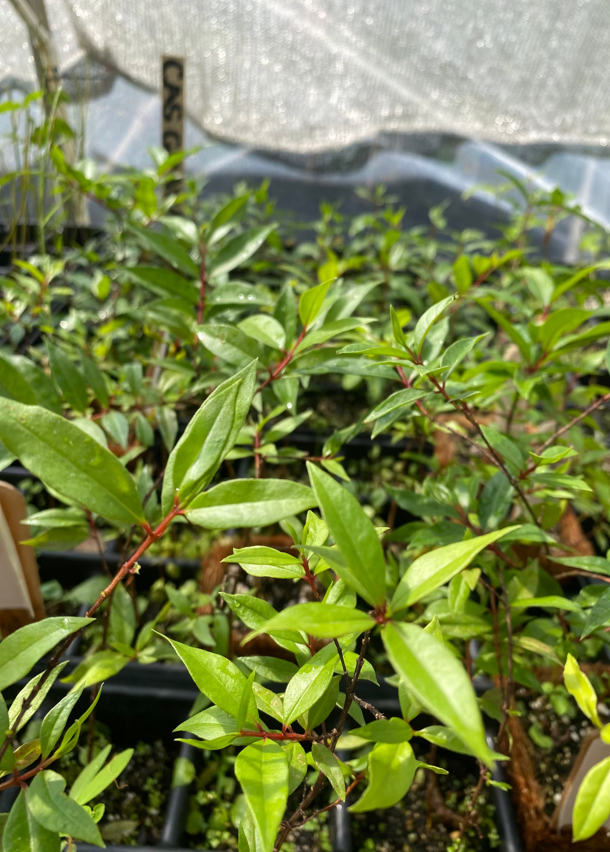 Cas Guava Plant | Small Tropical Fruit Tree | Costa Rican Psidium friedrichsthalianum | Edible Fruit, Aromatic Foliage