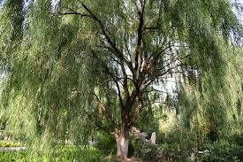 Corkscrew Willow Sapling Live Plant in 1/2 Gallon Pot - Salix matsudana 'Tortuosa' Ornamental Tree