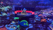 ClearShroom — Magnetic Mushroom  Cage by Rhino’s Reef