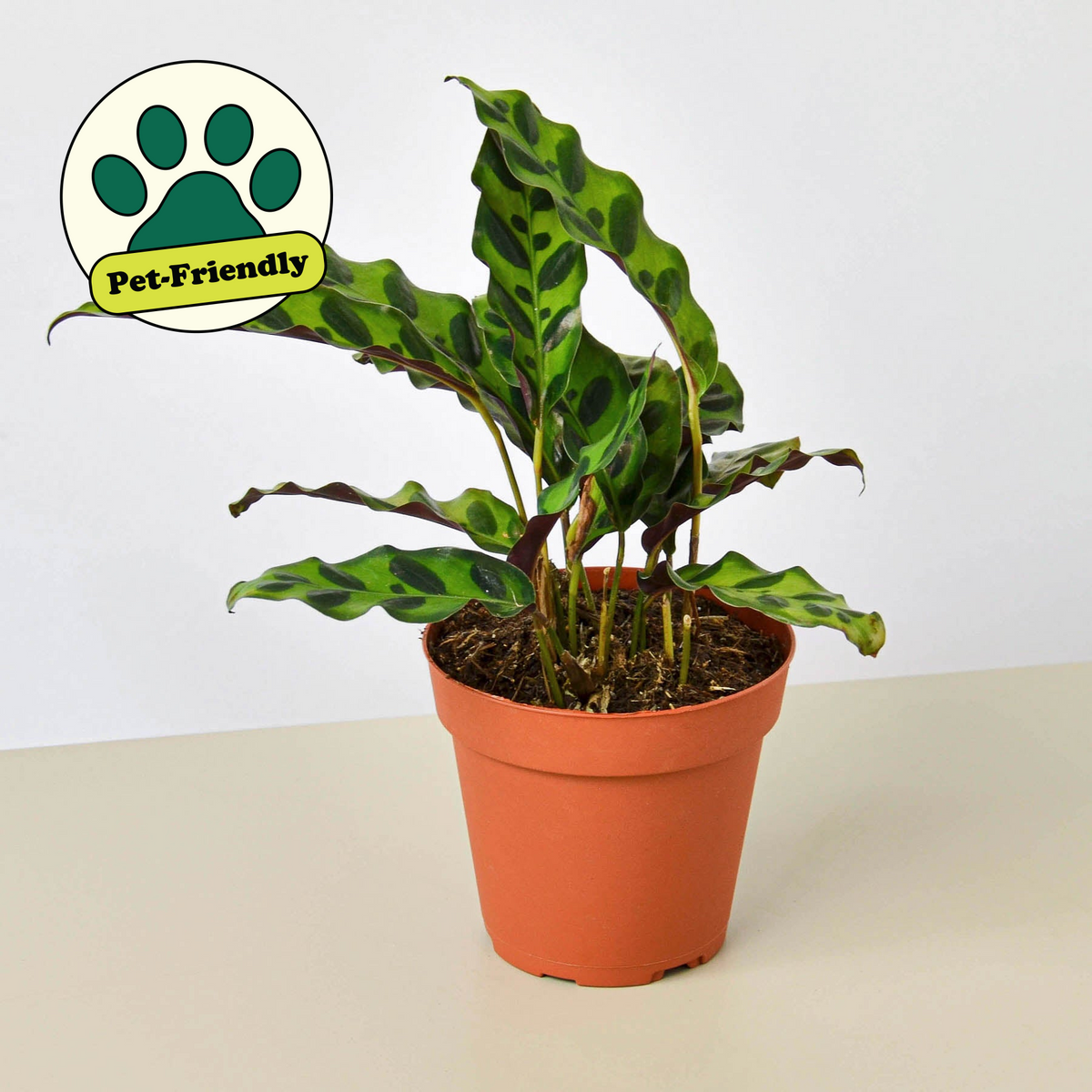 Calathea Rattlesnake – Wild-Patterned Prayer Plant