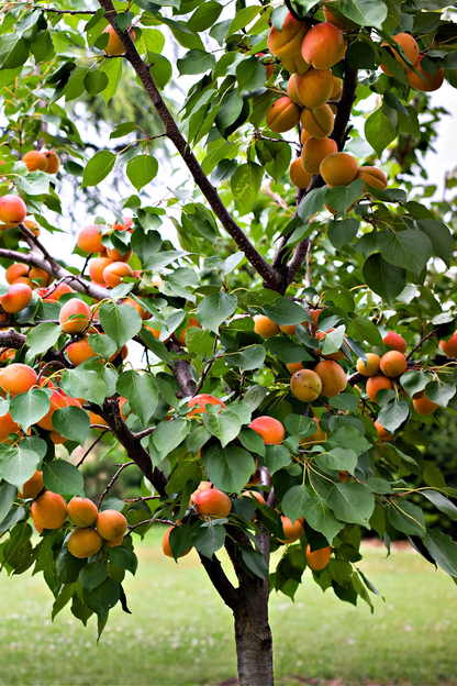 Apricot Tree Cuttings - 3 Pack - 6" Each - Rooting/Grafting Scion Wood - Fresh & Viable - Fruit Tree Propagation - Free Instructions