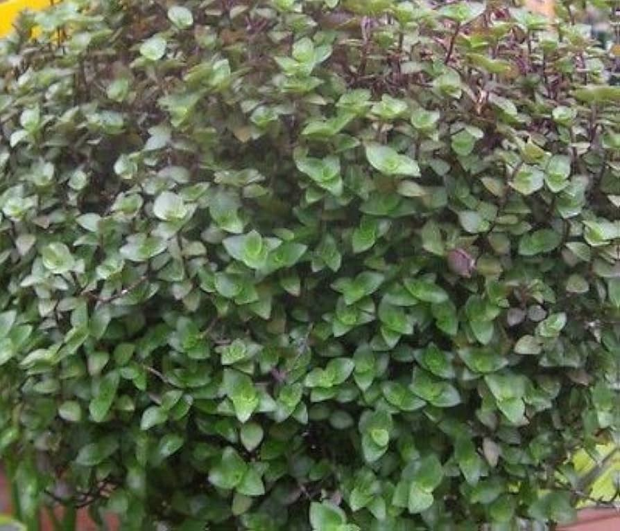 20 Unrooted Cuttings Dwarf Bolivian Wandering Jew - Tradescantia Minima Callisia Repens