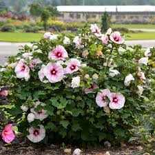 3 Live Hibiscus Angel Eyes Cuttings – Hardy Hibiscus rosa-sinensis for Propagation