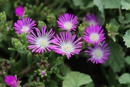 Delosperma Cuttings, 5 Stem Pieces, Purple-Pink Ground Cover, Drought Tolerant Succulent, USDA Zones 6-9