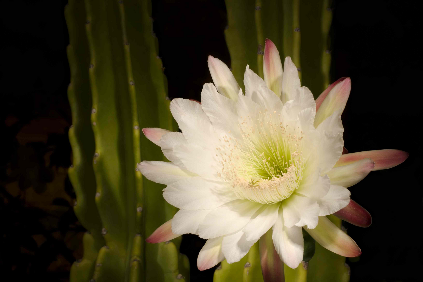 Queen of the Night Cactus Cutting - Epiphyllum oxypetalum Unrooted 3-Leaf Stem