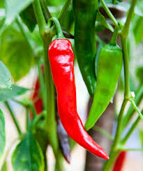 250 mg Sandia Hot Pepper Seeds - Capsicum annuum | New Mexican Heirloom Chili for Home Gardens & Cooking