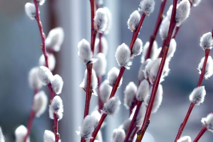 1 French Pussy Willow Shrub - Salix caprea | 1-2 ft Tall | Bare Root Deciduous Shrub | Early Blooming Landscape Plant