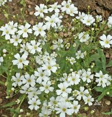 1,000 Baby’s Breath Seeds | Gypsophila elegans | Non-GMO Annual Flowers for Bouquets & Gardens