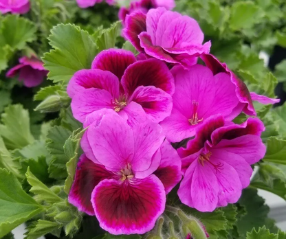 Martha Washington Geranium Pelargonium - Four 5-inch Cuttings for Rooting, Color Mix
