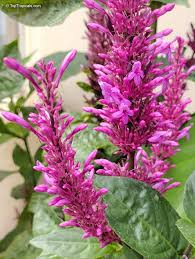 Purple Firespike Plant Cuttings – 25 Live Unrooted Odontonema strictum Garden Propagation Clippings