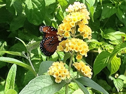 Buddleia Live Plant, Yellow Butterfly Bush, Buddleja davidii, Deciduous Shrub, USDA Zones 5-9, Fragrant Blooms