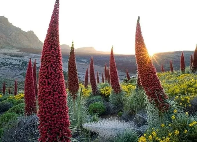 Tower of Jewels Live Plant - Echium wildpretii, 3" Pot, 10ft Salmon-Red Spikes, Zones 9-10