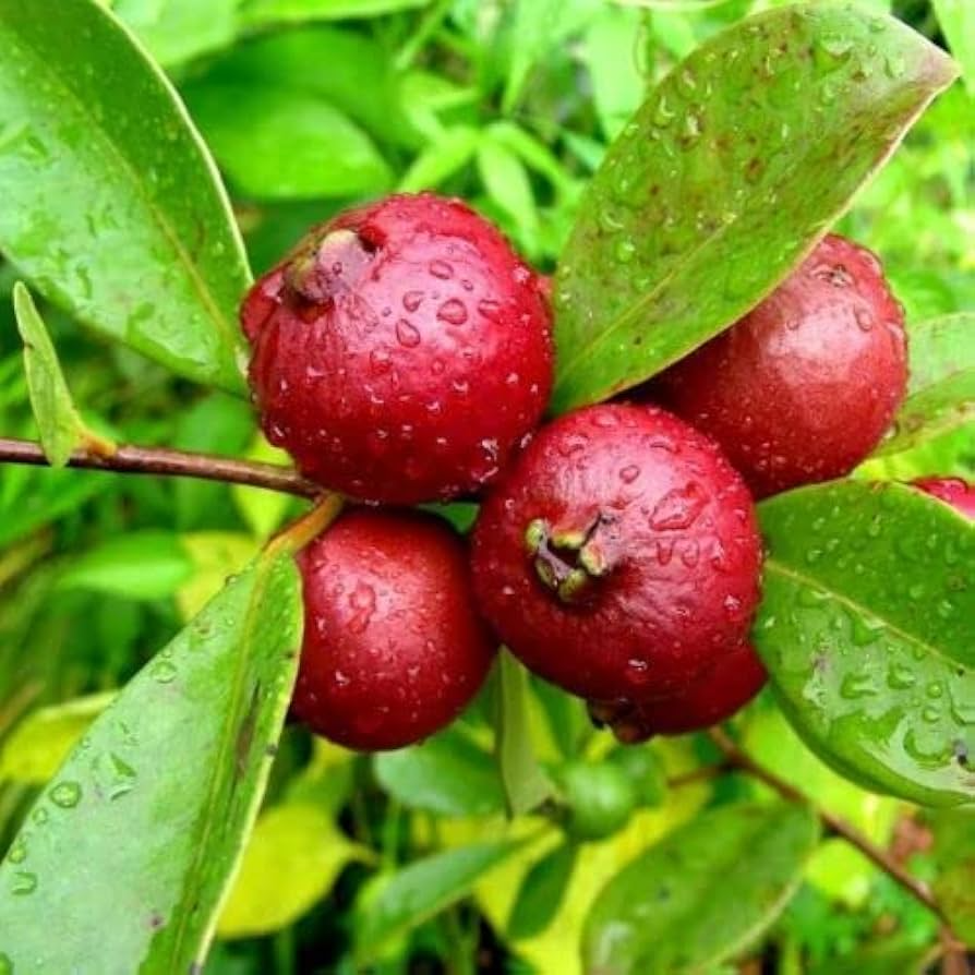 1 Cattley Strawberry Guava Psidium Cattleianum Seedlings 7"-12", Tropical Fruit, Edible Guava, Easy to Grow, Sweet & Delicious Fruit Plant