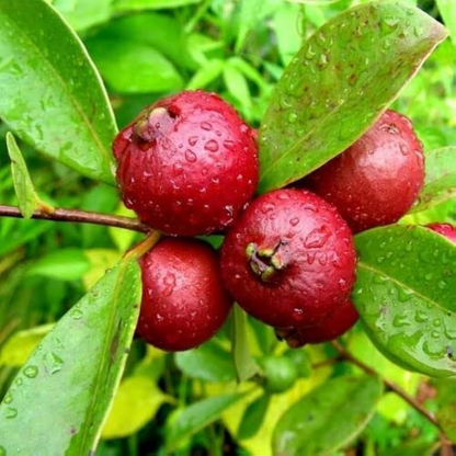 1 Cattley Strawberry Guava Psidium Cattleianum Seedlings 7"-12", Tropical Fruit, Edible Guava, Easy to Grow, Sweet & Delicious Fruit Plant