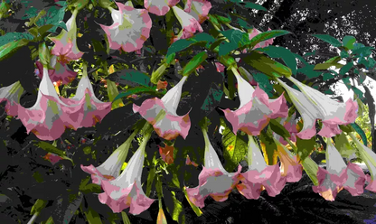 Brugmansia Versicolor Peach Pink 2 Unrooted Cuttings 6" Angel Trumpet Plant