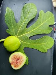 3 White Kadota Fig Cuttings 6" Unrooted – Ficus carica Sweet Fig Tree for Grafting & Propagation