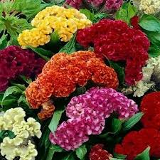 500 Seeds Celosia Cristata Mixed Cockscomb Non-GMO - Colorful Garden Blooms & Cut Flowers