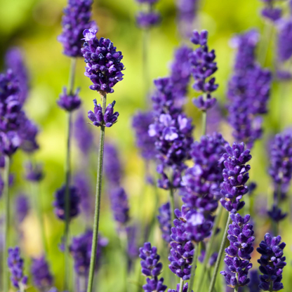 150 English Lavender Seeds | Lavandula angustifolia | Non-GMO Fragrant Herb and Flower for Borders, Pots & Pollinator Gardens