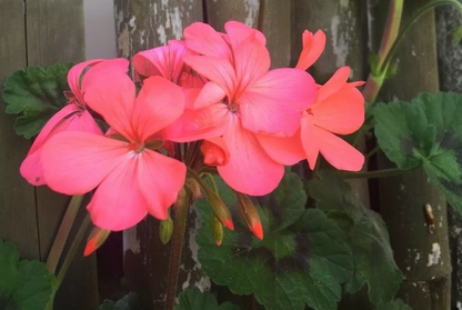 Pelargonium Zonal Geranium, 4 Orange-Pink Flower Cuttings, 6" Unrooted Stems, USDA Zones 9-11
