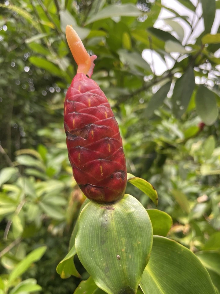 Costus Woodsonii Cuttings - 12 Organic Hawaiian-Grown Red Cone Ginger Stems