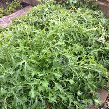 500 mg Seeds Mizuna Spinach Early – Brassica rapa | Heirloom Vegetable for Planting, Fast-Growing Greens, Fresh Harvest