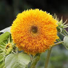 50 Rare Yellow Enchanting Giant Teddy Bear Sunflower Seeds - Non-GMO Heirloom - Fluffy Blooms - Easy to Grow - Pollinator Friendly