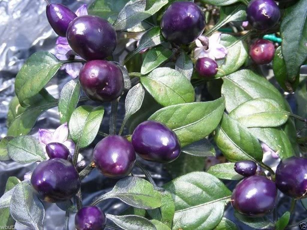 100+ Purple Pepper Seeds | Ornamental & Edible Sweet Peppers | Non-GMO Vegetable Seeds