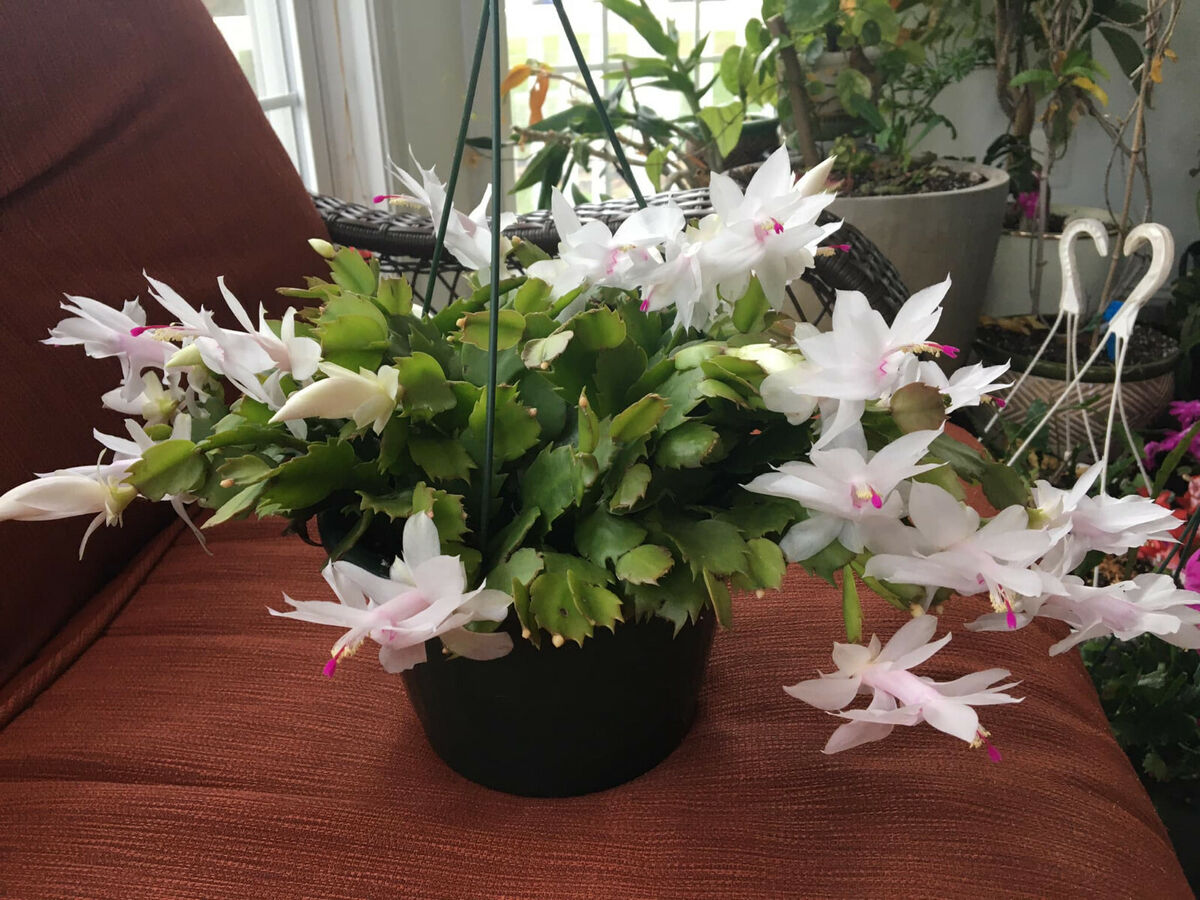 Christmas Cactus Cuttings - 5 Live 4-5" Schlumbergera with White Flowers