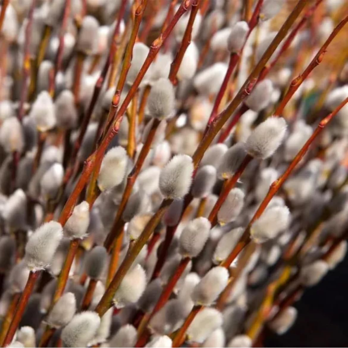 5 French Pussy Willow Shrubs - Salix caprea | 1–2 ft Tall Bare Root Live Plants | Early Blooming Ornamental for Gardens & Bouquets