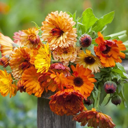 50 Seeds Calendula SUNSET Mix Double Blooms (Calendula officinalis), Bi-Colored, Heirloom, Edible Flowers, Non-GMO, Perfect for Gardens