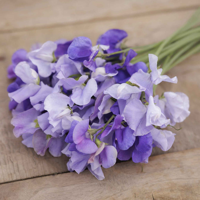 Blue Mix Sweet Pea Seeds – Climbing Flower Vine with Violet, Lavender & Light Blue Blooms – Lathyrus odoratus, 50+ Seeds