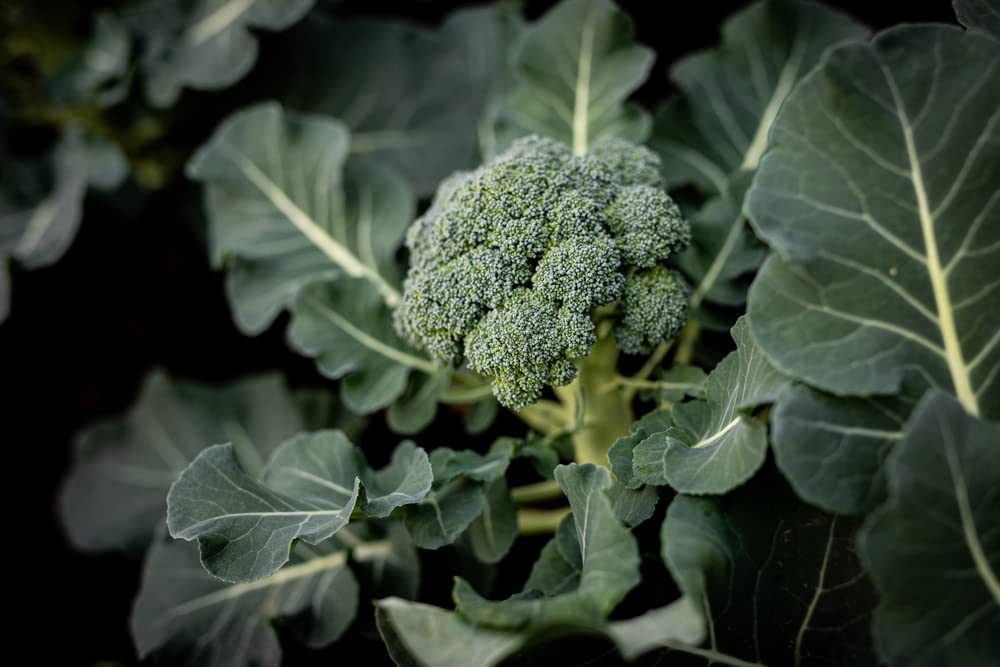 300 Seeds Broccoli Dicicco - Brassica oleracea Heirloom Vegetable Seeds for Planting