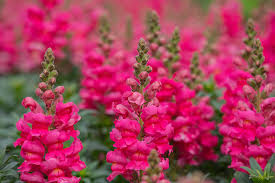 Antirrhinum majus Liberty Rose Snapdragon Seeds – 1000+ Soft Pink Blooms for Garden & Cut Flowers