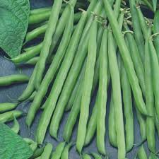 5g Petite Filet French Bean Seeds Phaseolus vulgaris | Gourmet Stringl ...