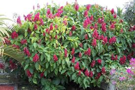 7 Brazilian Red Cloak Unrooted Cuttings 5-8" Easy to Root Tropical Shrub for Gardens & Privacy Hedges