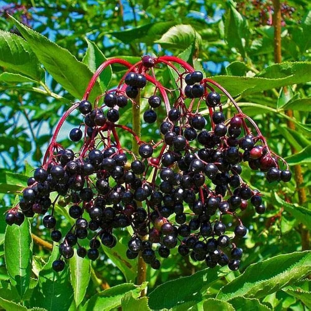 3 Rooted Cuttings Wild Elderberry (Sambucus nigra) – Organic Elderberry Plants for Home Garden