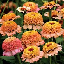 Zinderella Peach Zinnia Seeds – 100+ Double Peach Blooms – Romantic Garden Flower for Cut Bouquets, Cottage Borders & Pollinator Beds – USA