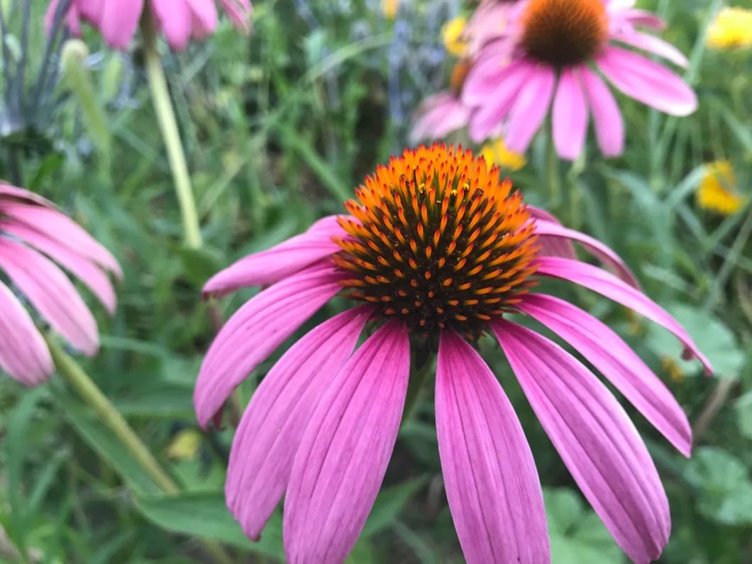 200 Seeds Purple Coneflower Echinacea Purpurea Perennial Pollinator Flower for Gardens