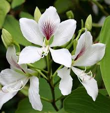 Bauhinia Alba Seeds – 10 White Orchid Tree Seeds for Tropical Flowering Landscape