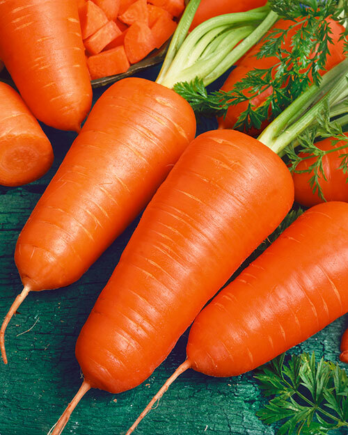 Chantenay Red Cored Carrot Seeds 1g – Heirloom, Sweet Crisp, High Yield