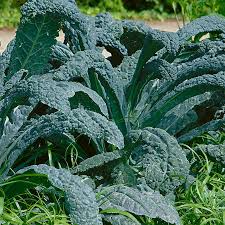 250 Kale Lacinato Seeds – Dinosaur Kale Brassica oleracea for Cooking & Smoothies